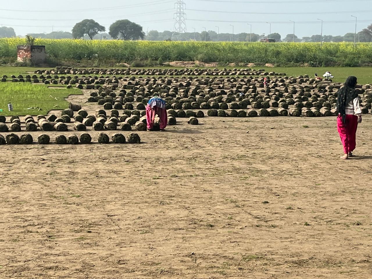 Long-Term Landscape Maintenance Contracts in Mehrauli